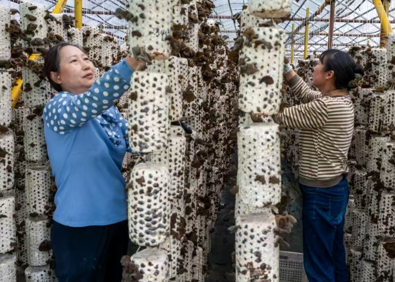 24.6万亩药材 11.2万箱蜜蜂竹溪林下挣出44亿元